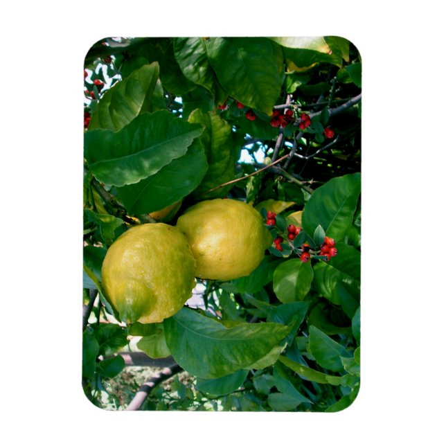 Yellow Lemons with Red Berries Magnet (Vertical)