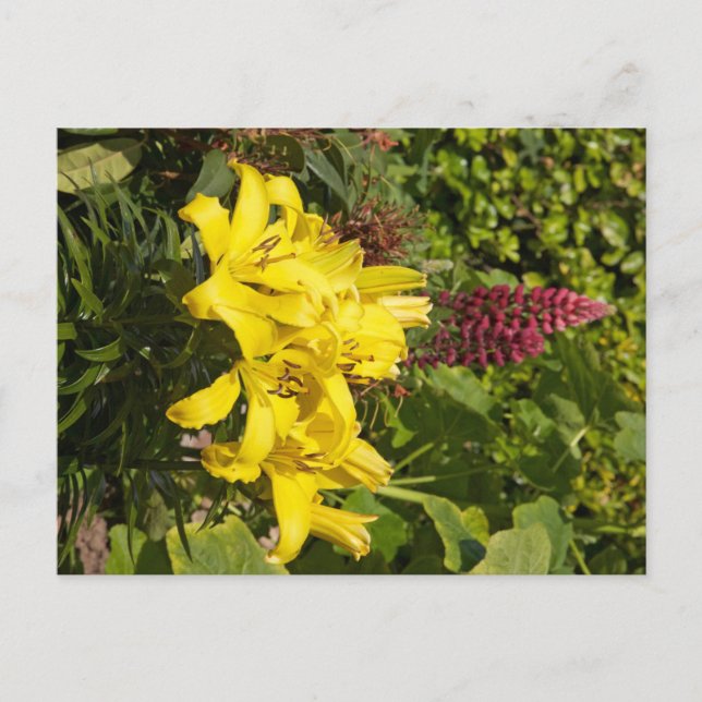 Yellow Lilies Postcard (Front)