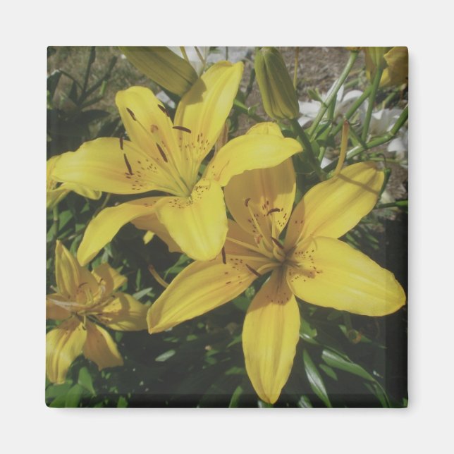 Yellow Lillies Magnet (Front)