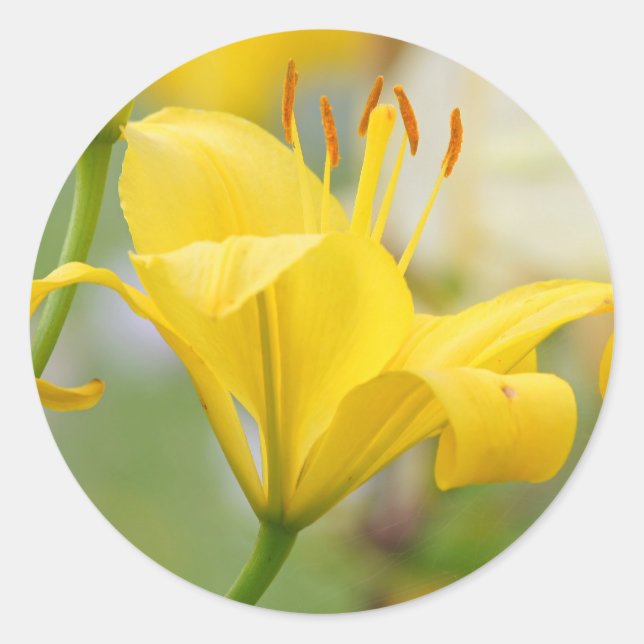 Yellow lilly classic round sticker (Front)