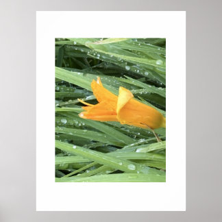 Yellow Lily Among Dew Covered Grass Poster