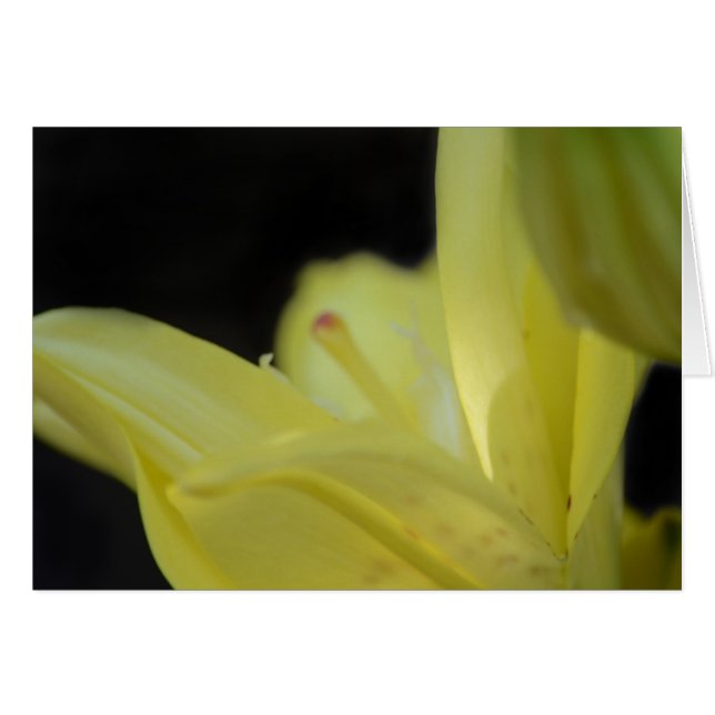 Yellow Lily by Shirley Taylor (Front Horizontal)