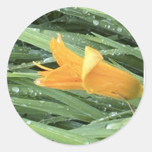 Yellow Lily  Classic Round Sticker