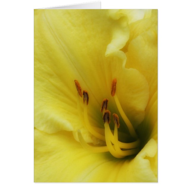 Yellow Lily Close Up Blank Card (Front)