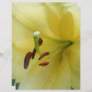 Yellow Lily Flower Close Up Scrapbook Paper