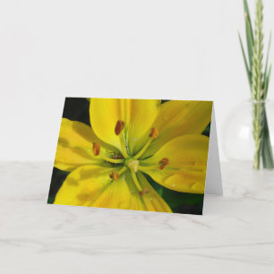 Yellow Lily Macro after the Rain Card