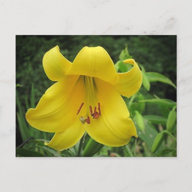 Yellow Lily Postcard (Front)