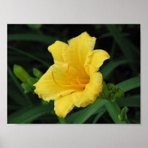 Yellow Lily Poster