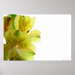 Yellow Lily Poster Print