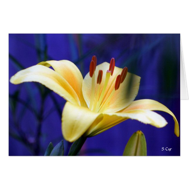 Yellow Lily, S Cyr (Front Horizontal)