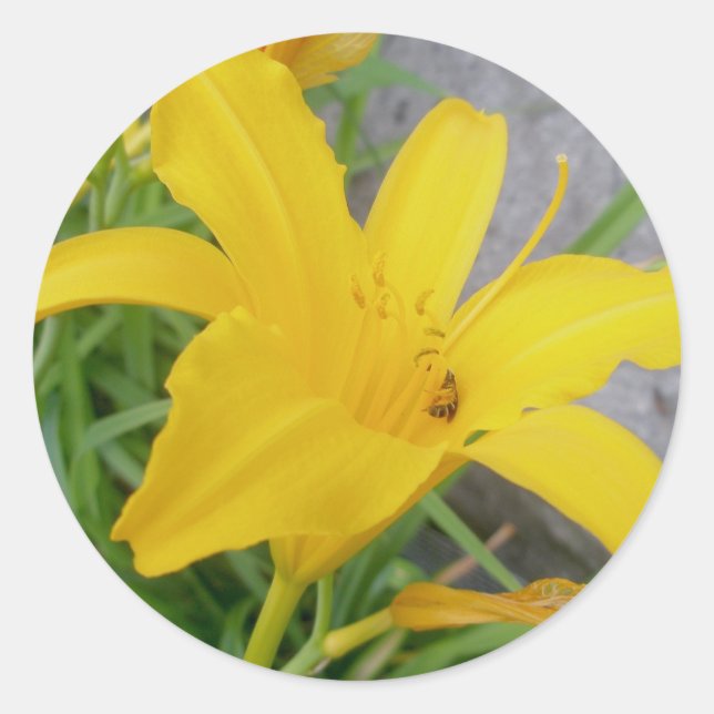 Yellow Lily Stickers (Front)