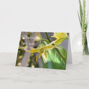 Yellow Lily Thinking of You Card