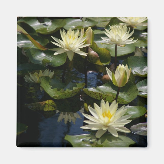 Yellow Lotus Waterlilies Magnet (Front)