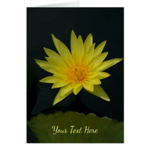 Yellow Lotus Waterlily