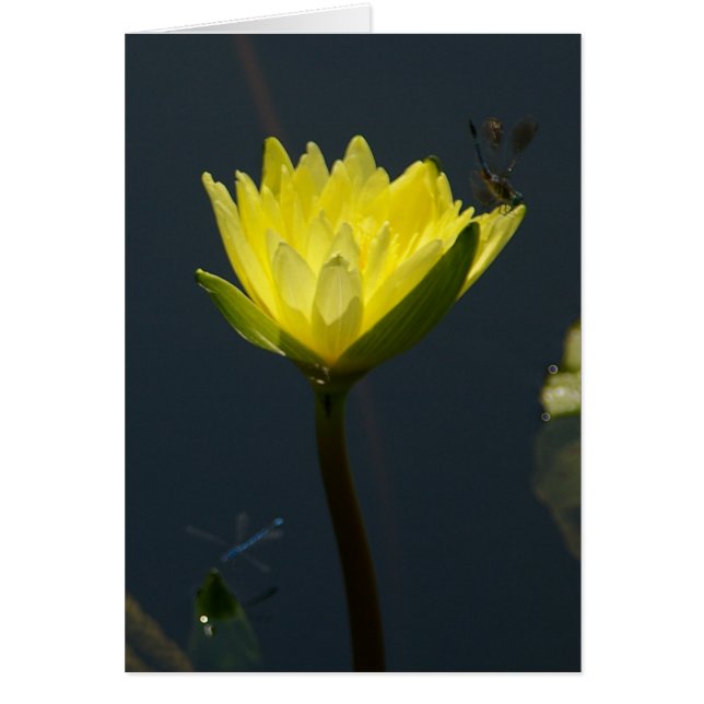Yellow Lotus Waterlily Card (Front)