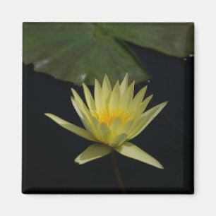 Yellow Lotus Waterlily magnet