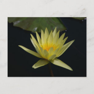 Yellow Lotus Waterlily Postcard