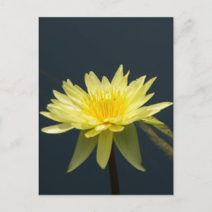 Yellow Lotus Waterlily Postcard