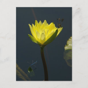 Yellow Lotus Waterlily Postcard