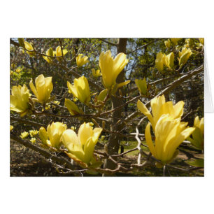 Yellow Magnolia Tree