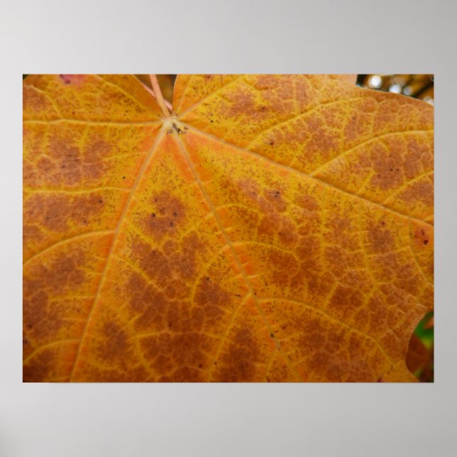 Yellow Maple Leaf Autumn Abstract Nature Poster (Front)