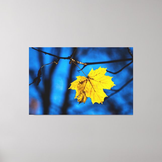 Yellow Maple Leaf On Blue Canvas Print (Front)