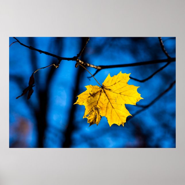 Yellow Maple Leaf On Blue Poster (Front)