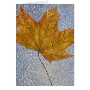 Yellow Maple Leaf Under Water