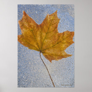 Yellow Maple Leaf Under Water Poster