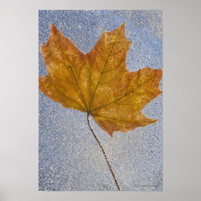 Yellow Maple Leaf Under Water Poster (Front)