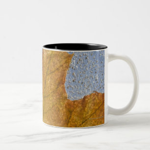 Yellow Maple Leaf Under Water Two-Tone Coffee Mug