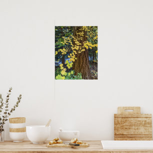 Yellow Maple Leaves and Conifer Photo Poster