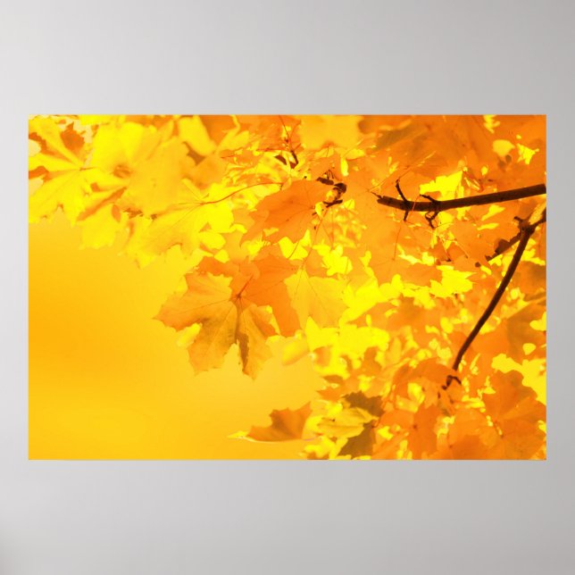 Yellow Maple Poster (Front)