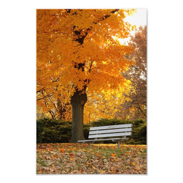 Yellow Maple Tree Autumn Photo Print (Front)
