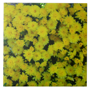Yellow Margarita Daisy Tile