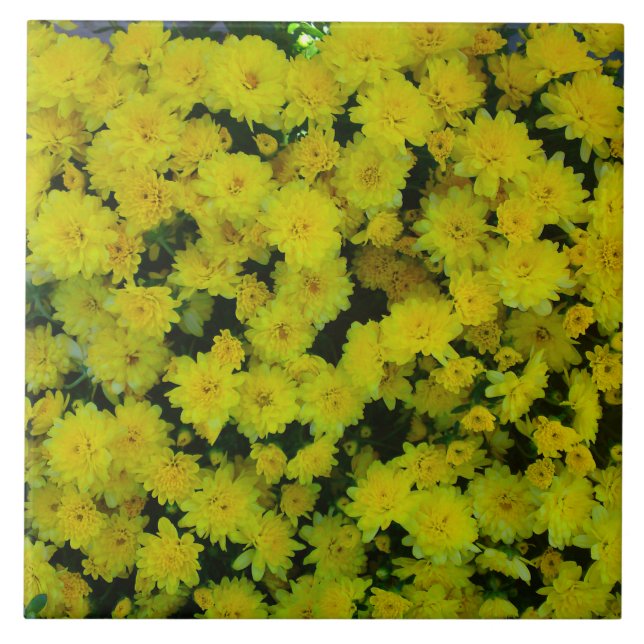 Yellow Margarita Daisy Tile (Front)