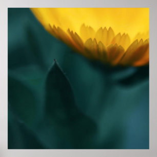 Yellow Mariglod Flower Macro Abstract Poster