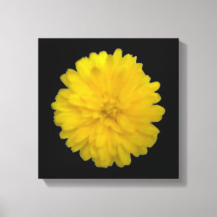 Yellow Marigold Canvas Print