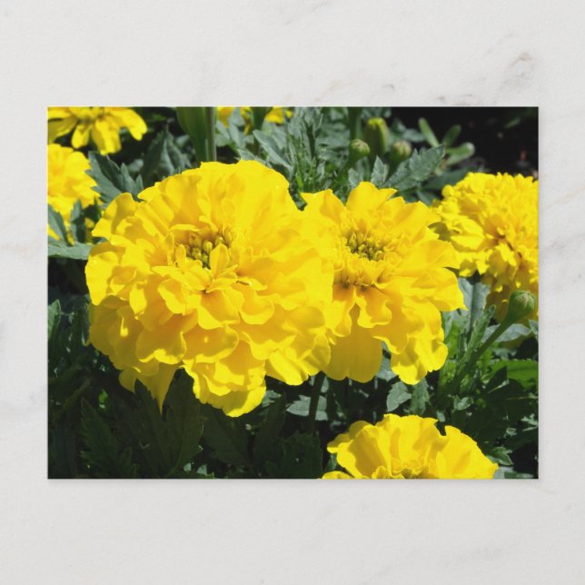 Yellow Marigold Flowers Postcard (Front)