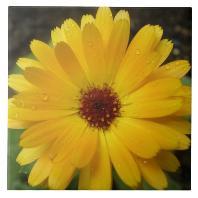 Yellow Marigold Macro Tile (Front)