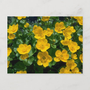 yellow Marsh marigold flowers Postcard