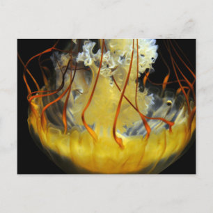 Yellow Medusa Jellyfish Postcard