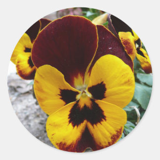 Yellow Mixed Pansy Classic Round Sticker