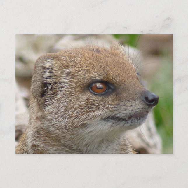 Yellow mongoose postcard (Front)