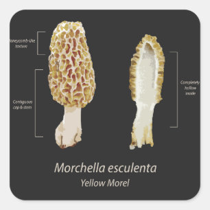 Yellow Morel Morchella esculenta Dark  Square Sticker