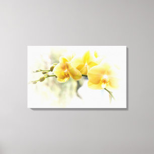 Yellow Moth Orchid in Sunshine Canvas Print