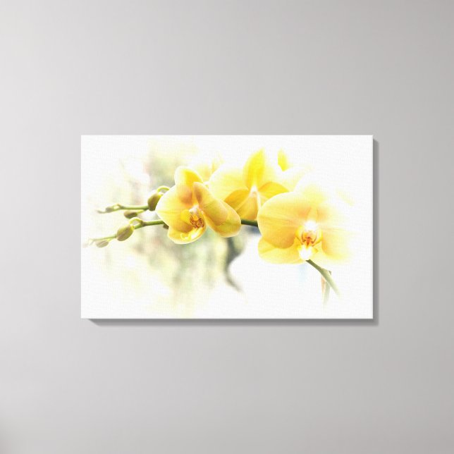 Yellow Moth Orchid in Sunshine Canvas Print (Front)