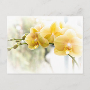 Yellow Moth Orchid in Sunshine Postcard