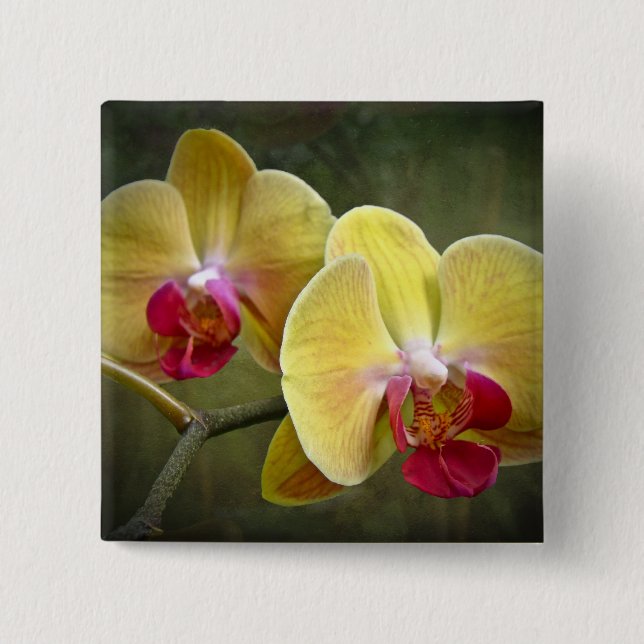 Yellow Moth Orchids - Phalaenopsis 2 Inch Square Button (Front)
