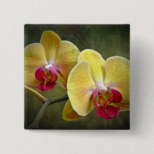 Yellow Moth Orchids - Phalaenopsis 2 Inch Square Button
